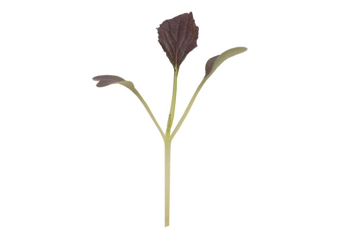 Mizuna, Red Kingdom – Microgreen Seed